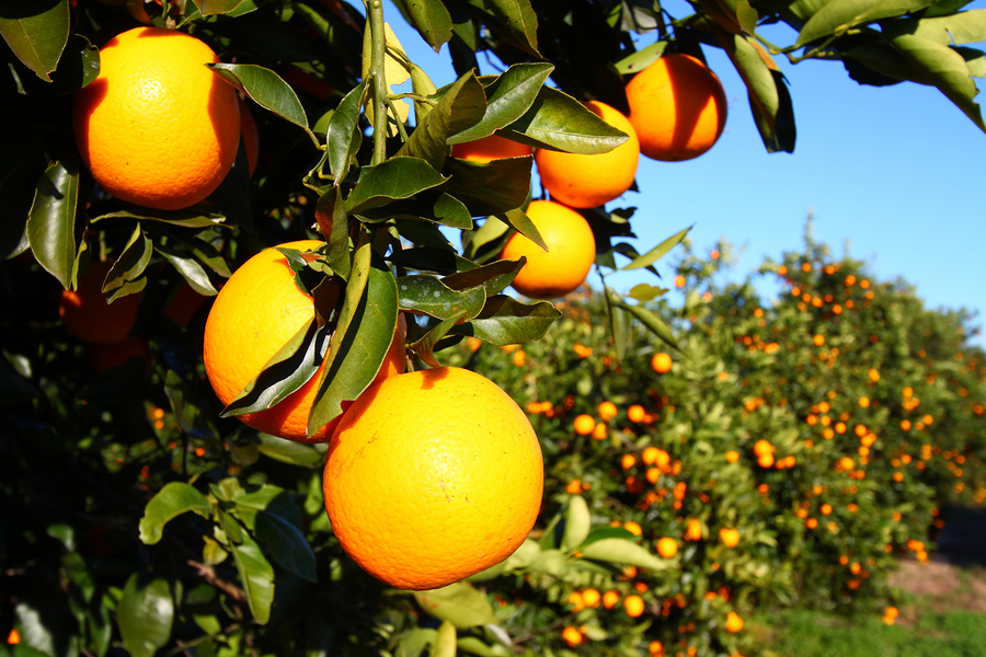 Image result for orange grove