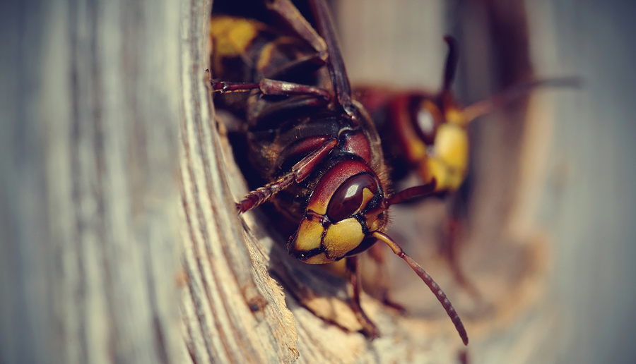 What are the signs to look for when searching for ground-based hornets' nests?