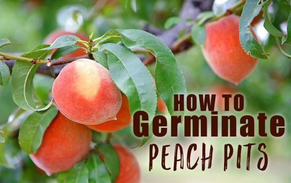 germinate peach pits