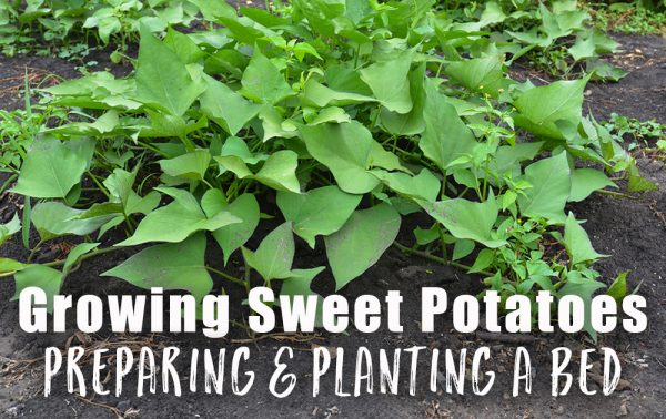 growing-sweet-potatoes