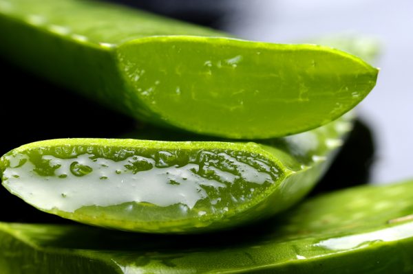 Natural antibiotic alternative aloe vera