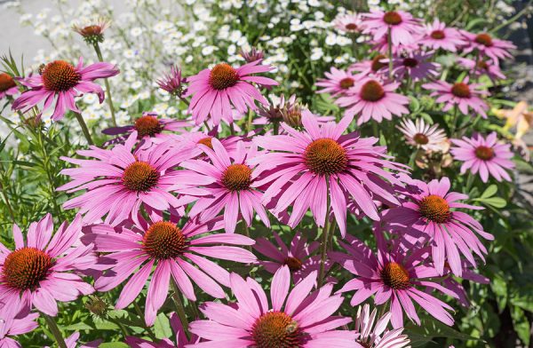 Echinacea is a natural alternative to pharmaceutical antibiotics. (The Grow Network)