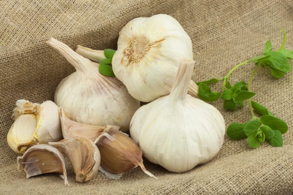 Natural antibiotic alternative garlic