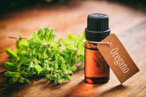 Natural antibiotic alternative oregano oil