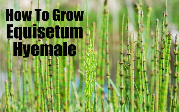 grow-equisetum-hyemale