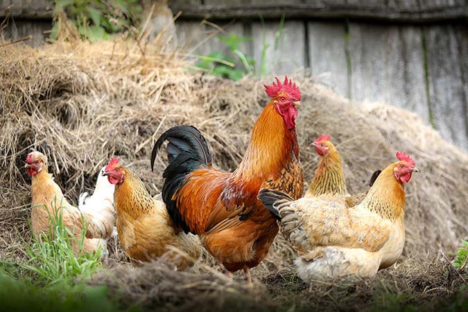 Chickens make fantastic garden helpers. (The Grow Network)