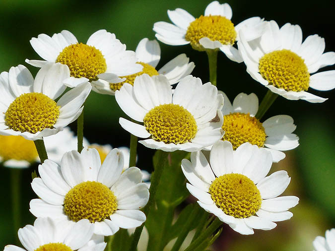 How to identify chamomile plants (The Grow Network)