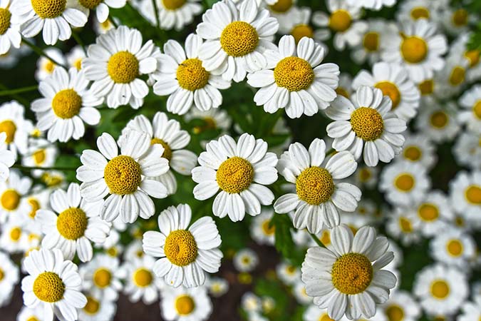 Medicinal uses of chamomile herb (The Grow Network)