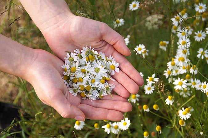 How to harvest chamomile (The Grow Network)