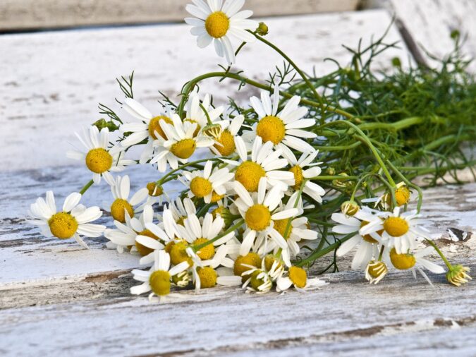 18 health benefits of chamomile, plus how to use it (The Grow Network)