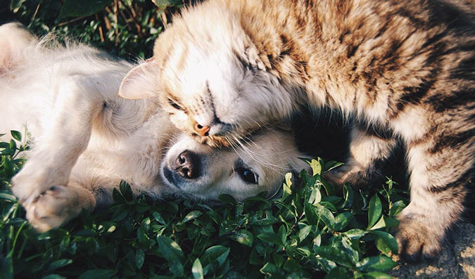 Pets can use chamomile, too (The Grow Network)