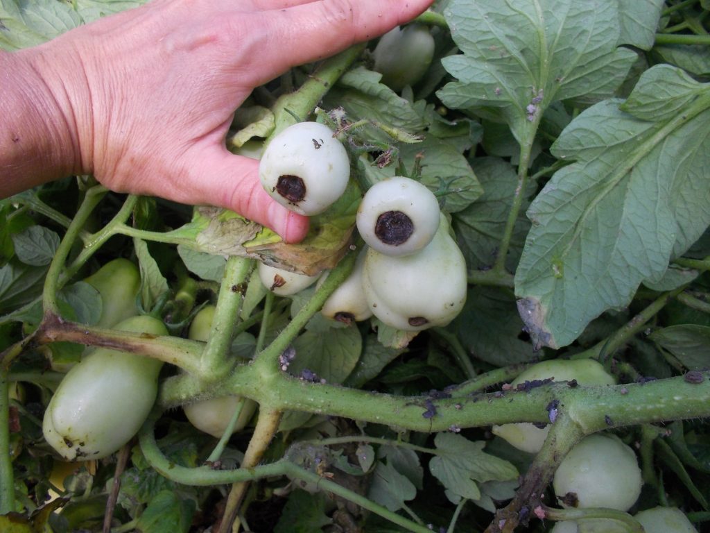 Blossom End Rot in Tomatoes