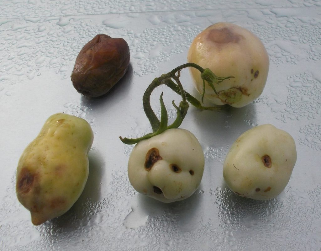 Blossom End Rot - Group of Tomatoes