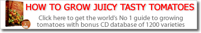 How-to-Grow-Juicy-Tasty-Tomatoes-banner2