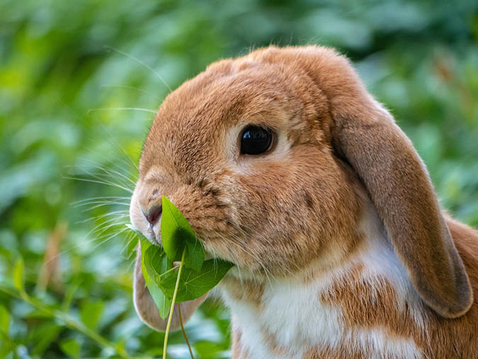 Rabbit ear mites are par for the course when you keep rabbits. Fortunately, they are quite easy to treat. (The Grow Network)