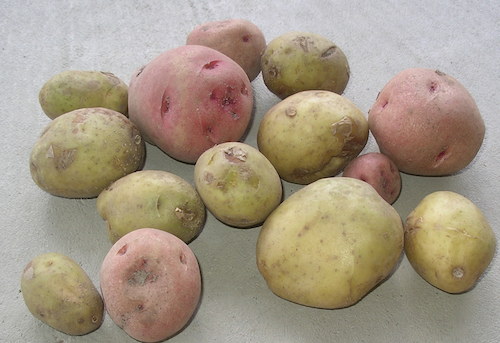 potatoes small photo
