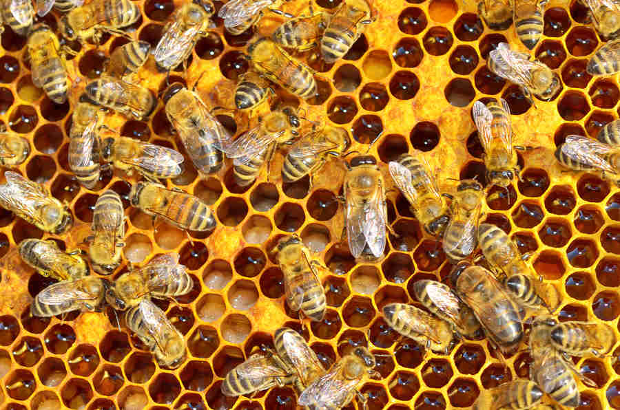 Learn the basics of beekeeping as a member of the TGN Academy. (The Grow Network)
