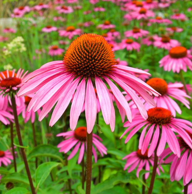 There are many healing benefits of echinacea (The Grow Network)