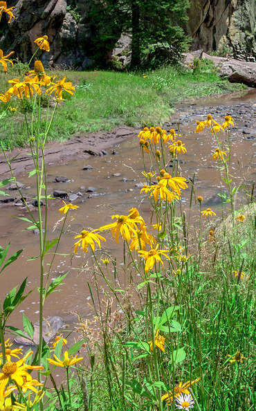 Rudbeckia laciniata (cutleaf coneflower) contains medicinal properties similar to the benefits of echinacea (The Grow Network) 