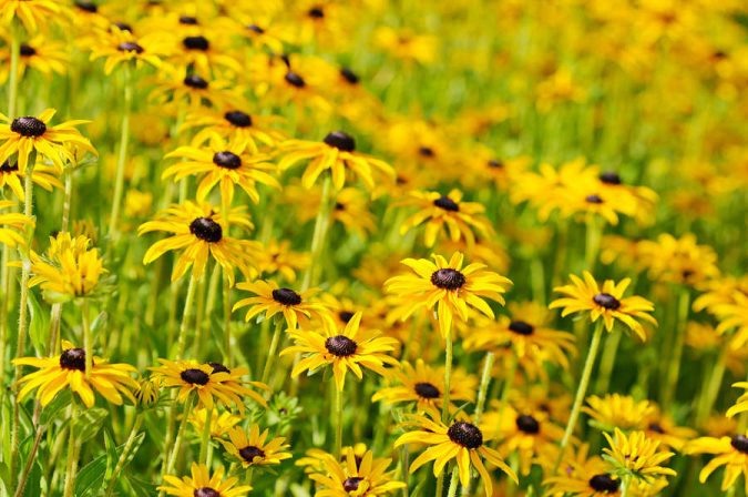 Rudbeckia hirta flowers (Black-Eyed Susans) have medicinal properties similar to the benefits of echinacea (The Grow Network) 
