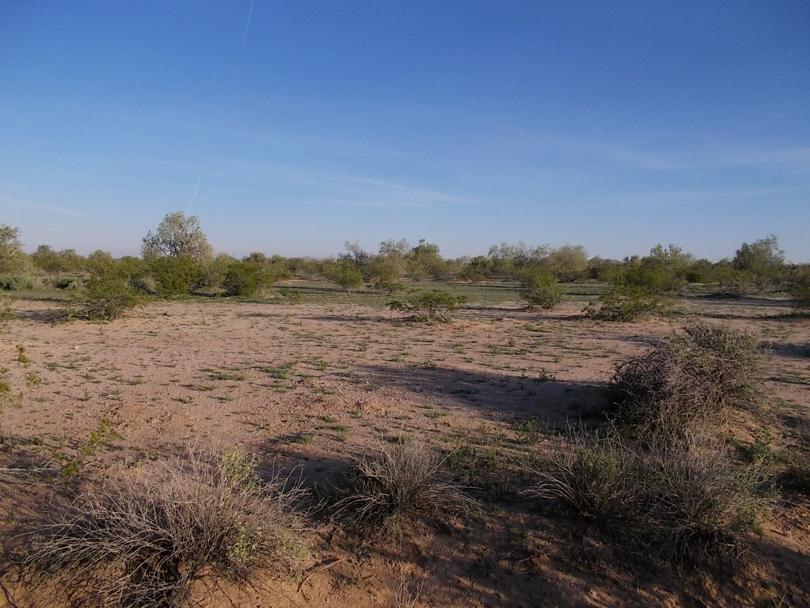 Sonoran desert