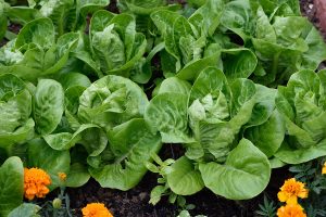 lettuce-grown-from-seed