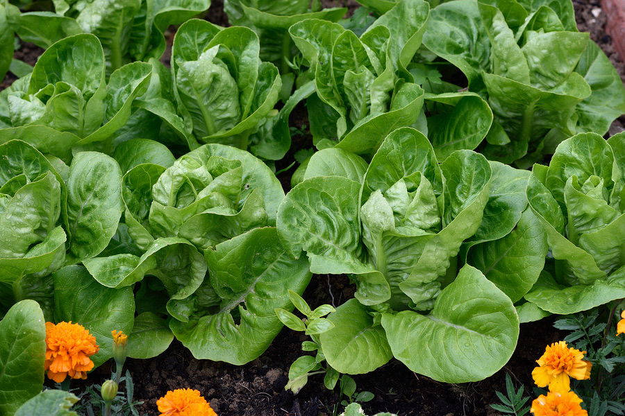 lettuce-grown-from-seed