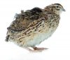 Bobwhite Quail Production and Management Guide - The Grow Network : The