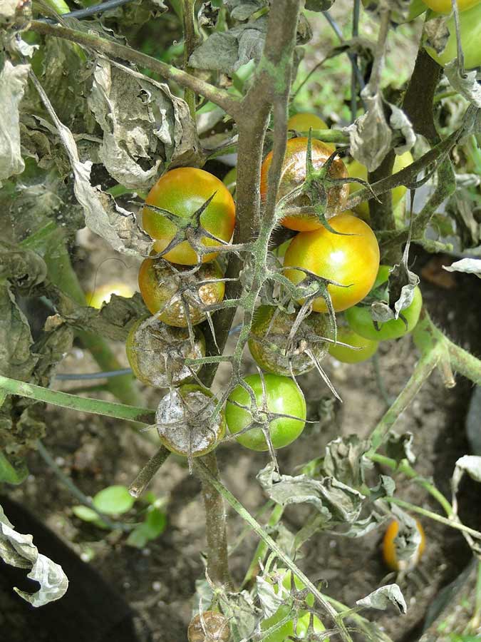 Take action as soon as you notice black spots on tomato leaves in your garden. (The Grow Network)