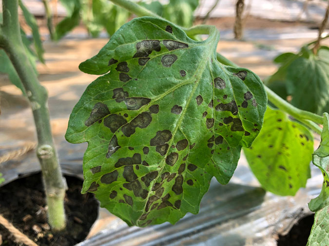 Also known as Septoria leaf spot, black spot is a common fungal nuisance that affects tomato plants. (The Grow Network)