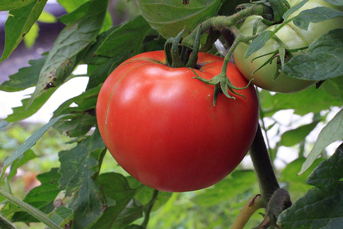 Keep tomato plants healthy by treating black spot fungus with organic flowers of sulfur. (The Grow Network)