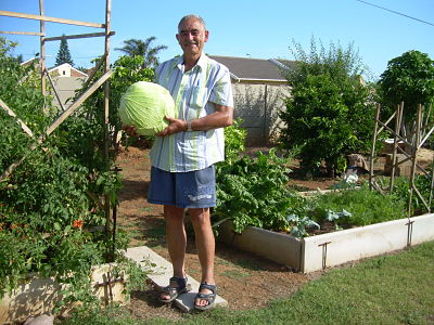 Giant Cabbage the Gideon grew