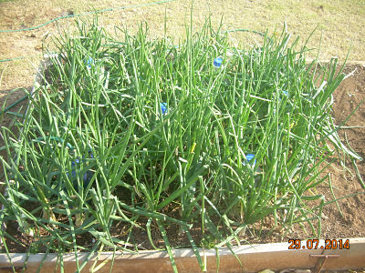 Onions Growning in a bed