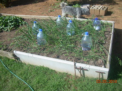 Using bottle irrigation for Onion Seedlings_opt (2)