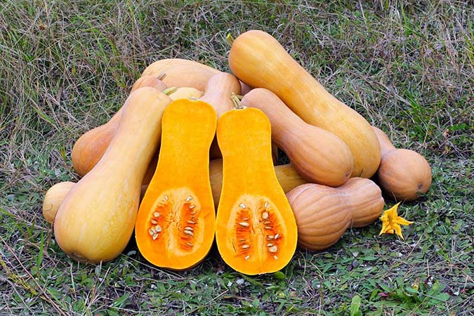 Members of the Cucurbita moschata species, like butternut squash, do not have the hollow stems of other squash varieties. (The Grow Network)