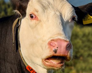 How to keep livestock water from freezing - Purely Wholesome Farm