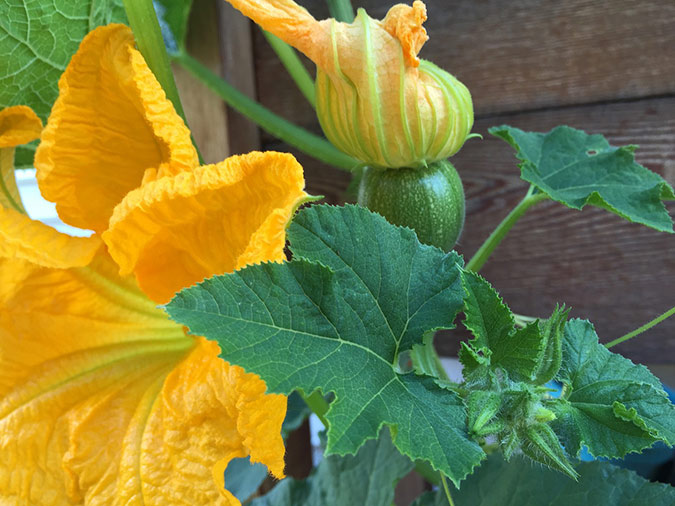 Covering your squash crop and hand-pollinating the flowers is one way to combat the squash borer. (The Grow Network)