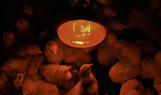 How to Safely Use a Heat Lamp to Brood Chicks | How to Brood Chicks | The Grow Network