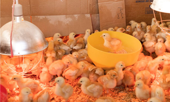 How to Brood Chicks - 3 Methods | The Grow Network