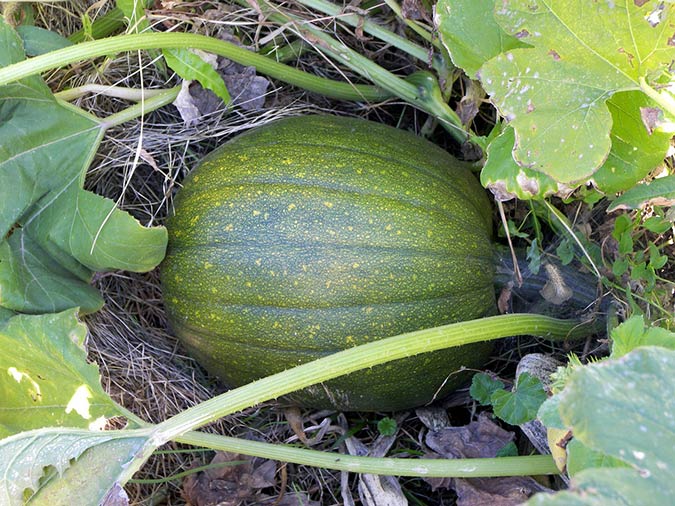 The Hubbard squash is a favorite pick of the pernicious squash borer. (The Grow Network)