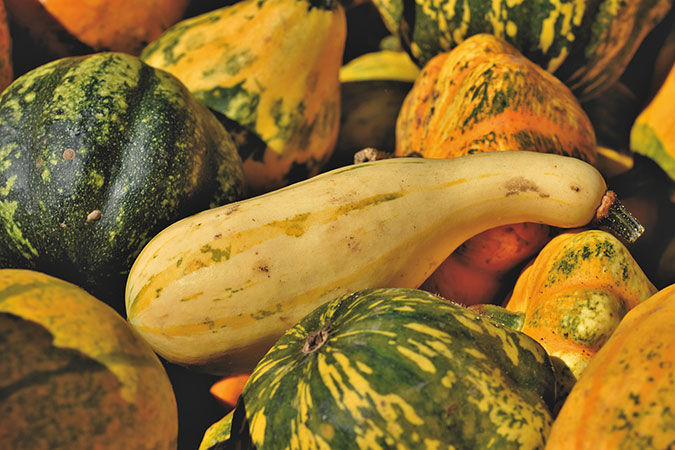 Certain varieties of cucurbits have proven tastier to the zucchini vine borer than others. (The Grow Network)