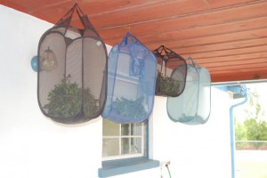 Drying Herbs the Easy Way