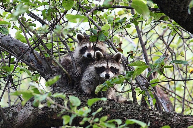 Keep raccoons out of your compost pile