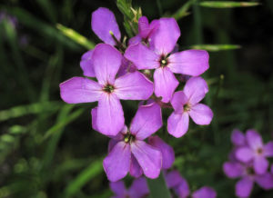 9 Beautiful Ornamentals You Can Eat - Dame's Rocket