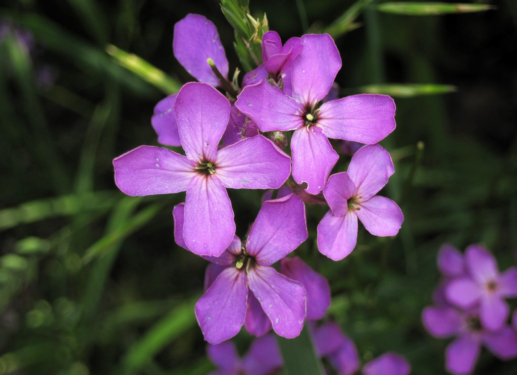 9 Beautiful Ornamental Plants You Can Eat The Grow Network The Grow