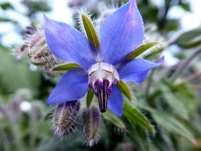 9 Beautiful Ornamentals You Can Eat – Borage