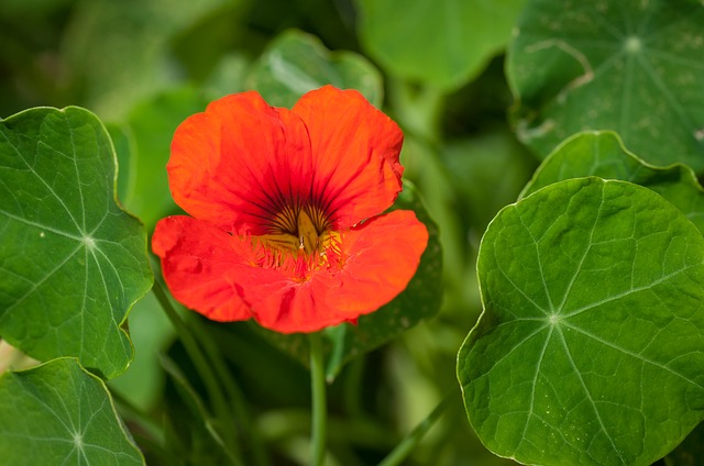 9 Beautiful Ornamentals You Can Eat - Nasturtium