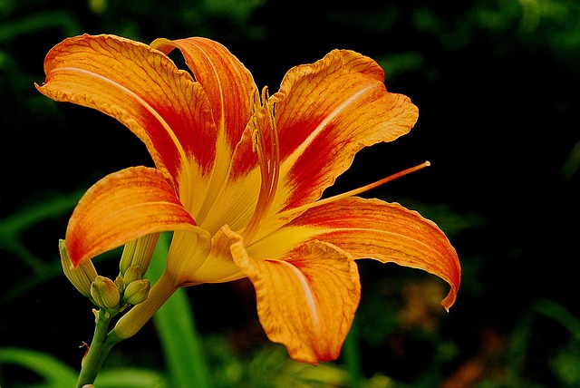 9 Beautiful Ornamentals You Can Eat – Day Lily