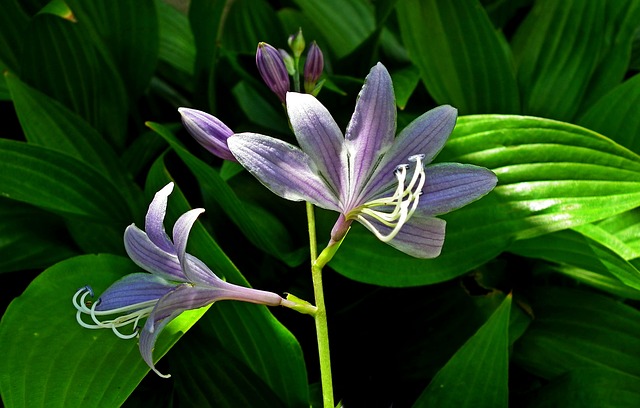 9_Edible_Ornamental_Plants-Hostas-The_Grow_Network