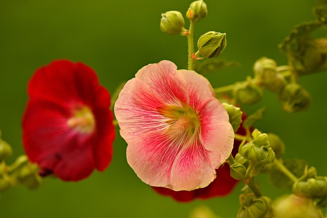 9 Beautiful Ornamentals You Can Eat – Hollyhock